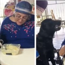 Cachorro ajuda alimentar sua tutora que perdeu mobilidade nas mãos