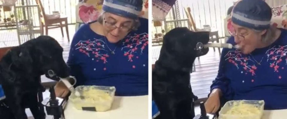 Cachorro ajuda alimentar sua tutora que perdeu mobilidade nas mãos