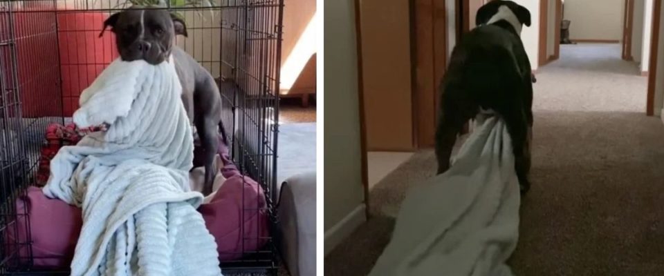 Cachorro assustado e traumatizado se recusa a largar seu cobertor desde que foi resgatado