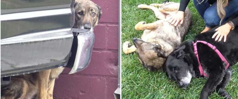 Cachorro de rua chorou como humano ao ser resgatado e agora consegue um lar para sempre