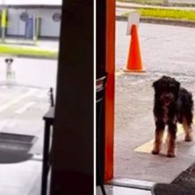 Cachorro de rua convida seu melhor amigo para comer no restaurante onde sempre o alimentam