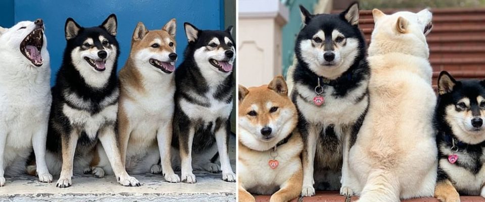 Cachorro faz caretas engraçadas em todas as fotos tiradas com seus irmãos