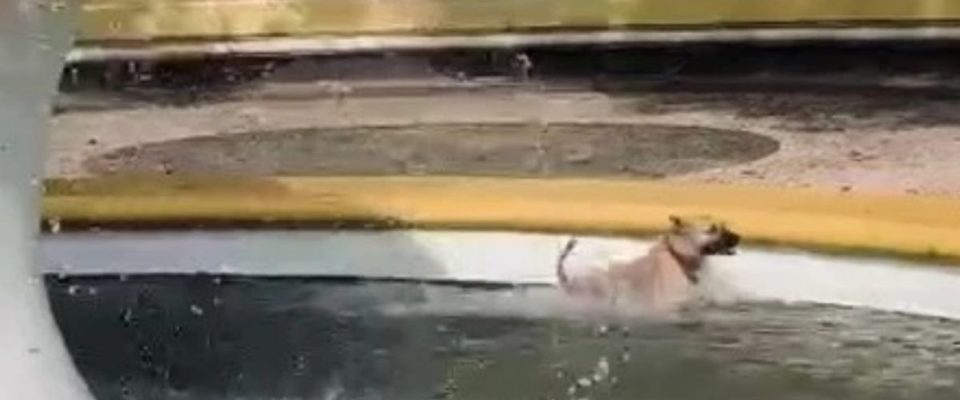 Cachorro foge de casa e é flagrado tomando banho em chafariz da cidade