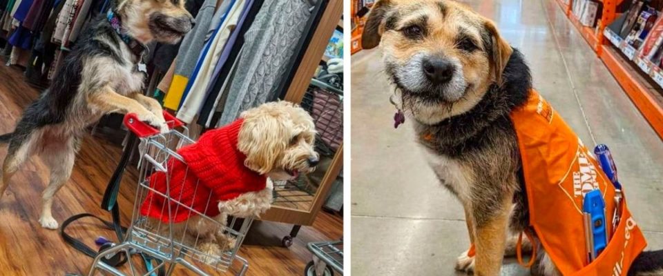 Cachorro que foi abandonado se torna o melhor funcionário de uma loja