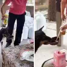 Cachorro traz sua própria tigela a um restaurante para ganhar comida