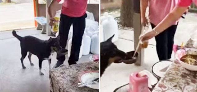 Cachorro traz sua própria tigela a um restaurante para ganhar comida