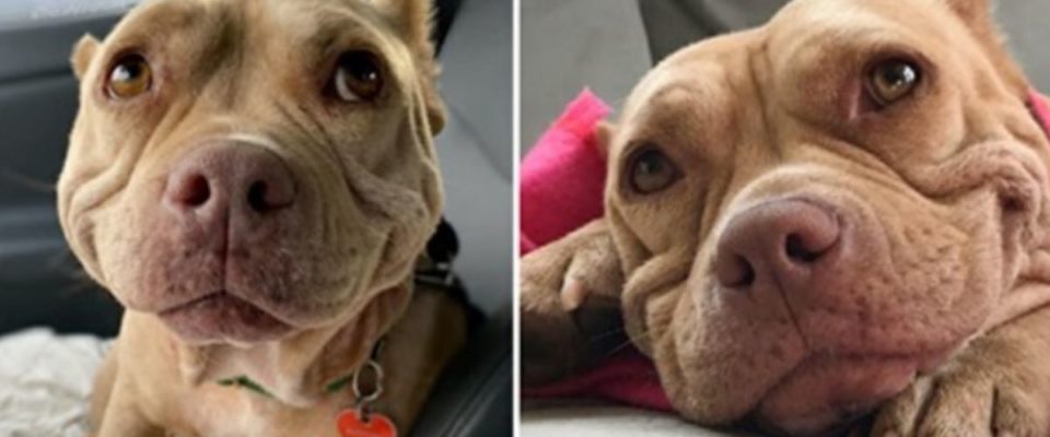 Cão de rua não consegue parar de sorrir depois de ser resgatado