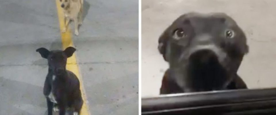 Dois cães de rua no estacionamento abanam o rabo para todos na esperança de serem adotados