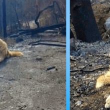 Família volta para casa depois do incêndio e encontra seu cão esperando por eles