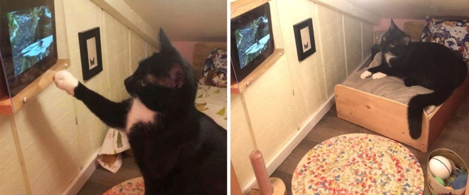 Gato tem seu próprio quarto com uma TV para assistir a seus vídeo favoritos