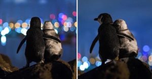 Momento emocionante de dois pinguins