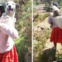 Mulher carrega seu cachorro idoso nas costas para acompanhá-la ao trabalho