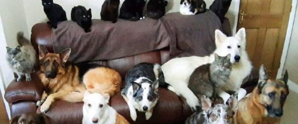 Mulher consegue fazer com que seus 17 cães e gatos fiquem parados para uma foto de família