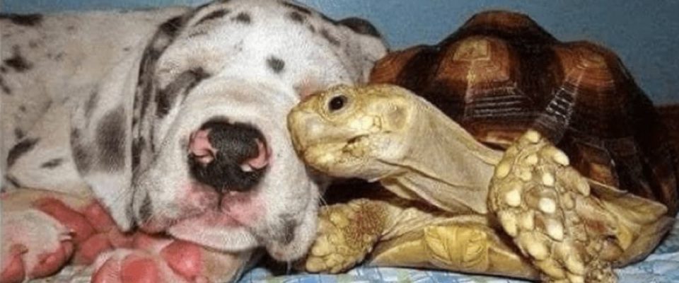 Tartaruga solitária é criada com cães resgatados e agora grandes amigos