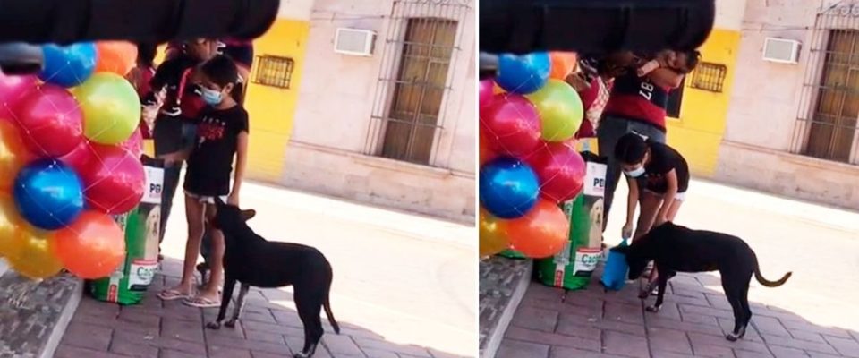 Uma garota secretamente pega ração para dar a um cachorro de rua