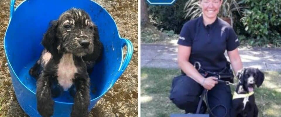 Cachorrinho abandonado no lixo se transforma em um cão policial