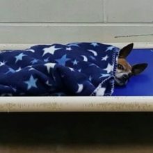 Cachorro Chihuahua de abrigo se enfia sozinho no seu coberto azul todas as noites enquanto esperava por uma família