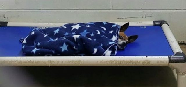 Cachorro Chihuahua de abrigo se enfia sozinho no seu coberto azul todas as noites enquanto esperava por uma família