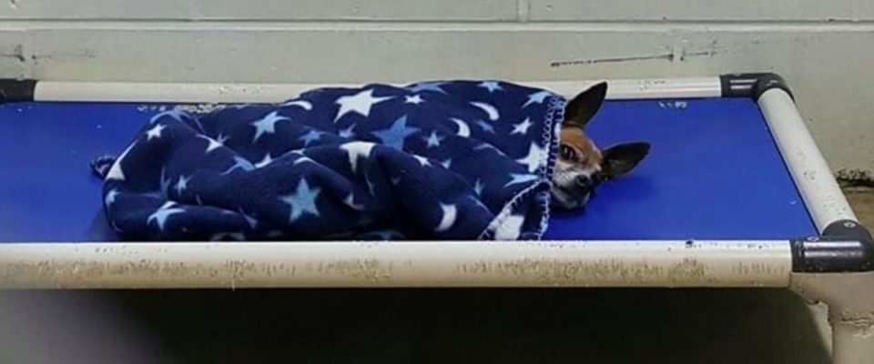 Cachorro Chihuahua de abrigo se enfia sozinho no seu coberto azul todas as noites enquanto esperava por uma família