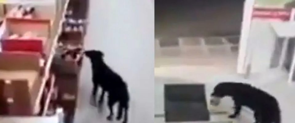 Cachorro rouba uma sacola de comida de um supermercado e limpa as patas antes de sair