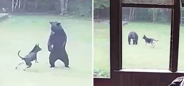 Cachorro vê um filhote de urso entrar em seu jardim e o convida para brincar