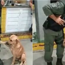 Cachorro vira-lata caramelo pede para policial não parar de fazer carinho nele