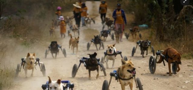 Cães deficientes recebem cadeiras de rodas e correm novamente, emocionante ver eles correndo