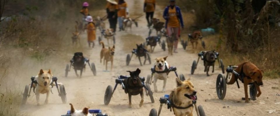 Cães deficientes recebem cadeiras de rodas e correm novamente, emocionante ver eles correndo