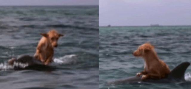 Cão cai no canal e luta pela vida até que um grupo de golfinhos o salva em um esforço incrível