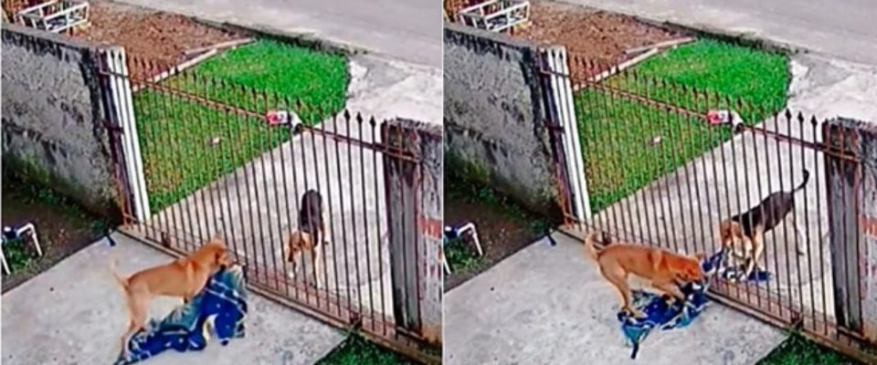 Cão vira-lata caramelo doa seu cobertor para cachorro de rua
