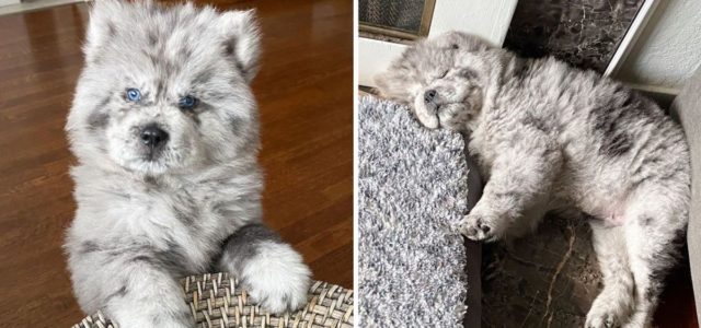 Conheça o adorável filhote de cachorro Chow Chow que parece uma sobremesa cremosa Oreo