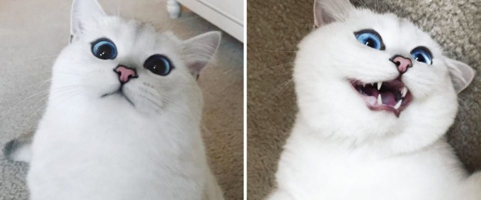 Conheça um gatinho muito lindo chamado Coby, seus olhos azuis estão encantando o mundo