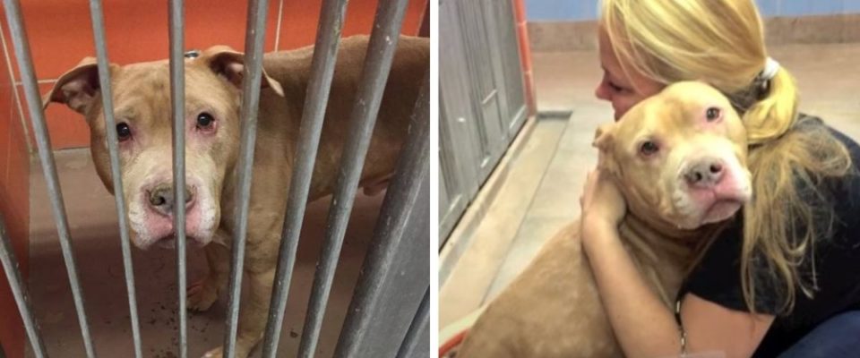 Elas adotaram um cão com câncer terminal e tornaram seus últimos meses de vida os mais felizes