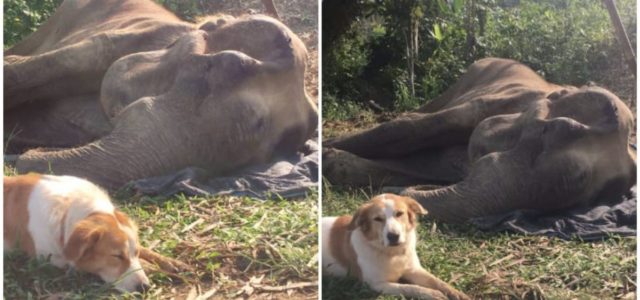 Elefante e seu querido cão amigo permaneceram inseparável até sua respiração final