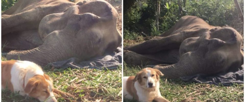 Elefante e seu querido cão amigo permaneceram inseparável até sua respiração final