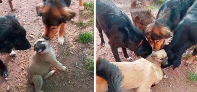 Filhote recebe as mais doces boas-vindas dos outros cães do abrigo