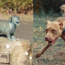 George o cachorrinho que tem uma estátua por dar sua vida para salvar cinco crianças de pit bulls
