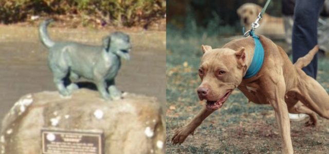 George o cachorrinho que tem uma estátua por dar sua vida para salvar cinco crianças de pit bulls