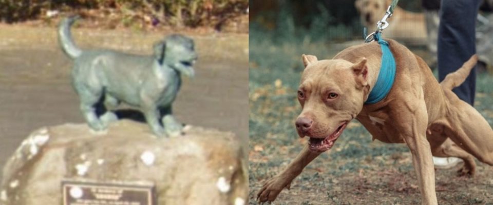 George o cachorrinho que tem uma estátua por dar sua vida para salvar cinco crianças de pit bulls