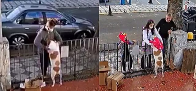 Homem rouba roupa de cachorrinha e médica veterinária inconformada leva roupa para ela