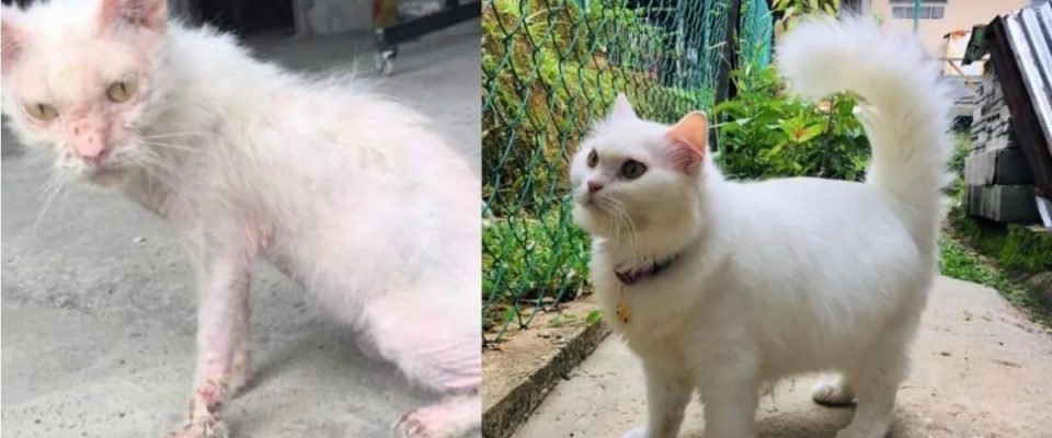 Mulher salva uma gatinha que tinha perdido a esperança de viver, você vai amar a sua transformação