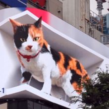 Outdoor gigante hiper-realista em 3D exibe Gato em Tóquio e hipnotiza as pessoas
