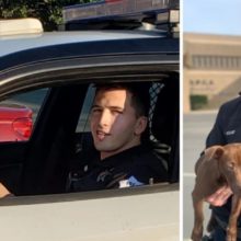 Policial vê cão sendo agredido pelo tutor, prende ele e toma uma decisão