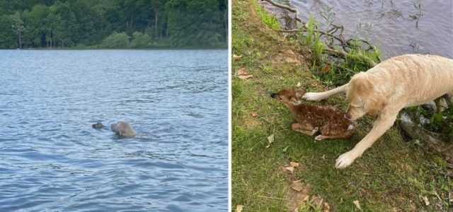 Um cachorro vê cervo se afogando e corre para salvar ele