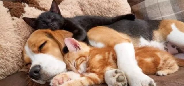 10 fotos de cães e gatos se abraçando você vai se apaixonar