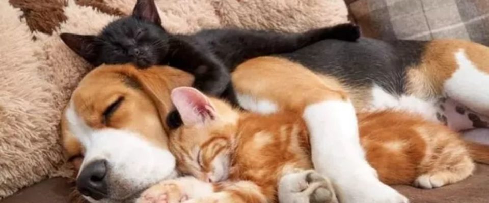 10 fotos de cães e gatos se abraçando você vai se apaixonar