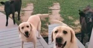 Cachorro sai para passear e volta com uma vaca