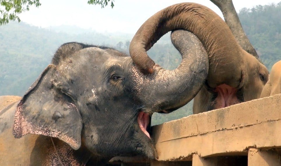 Elefante cego resgatado de um circo 2