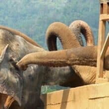 Elefante cego resgatado de um circo é saudado com grande carinho por outros elefantes no santuário
