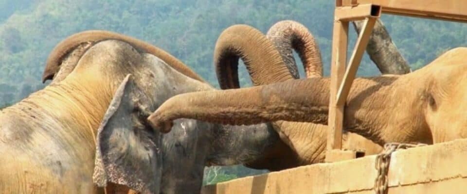 Elefante cego resgatado de um circo é saudado com grande carinho por outros elefantes no santuário